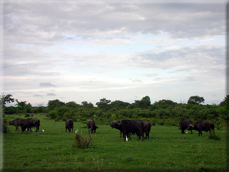 foto Parco nazionale del Chobe